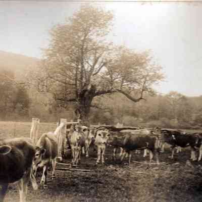 Herd of cows on Mountainside Farm