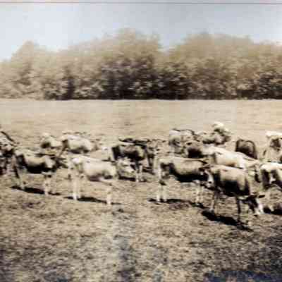 Herd of cows on Mountainside Farm