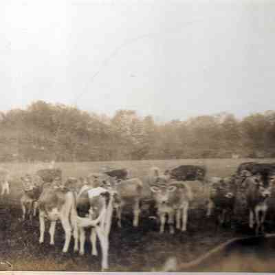 Herd of cows on Mountainside Farm