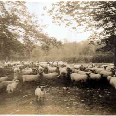 Sheep on Mountainside Farm