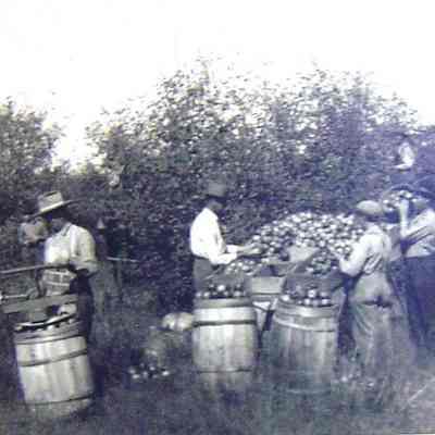 Picking Apples in Mahwah