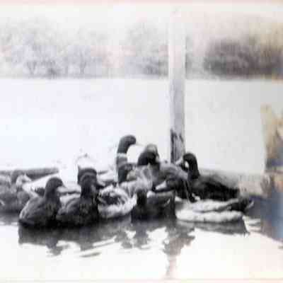 Ducks on Havemeyer Pond