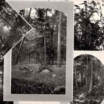 Photograph of wooded property Miller Mansion