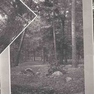 Partial photograph composite trees and grounds
