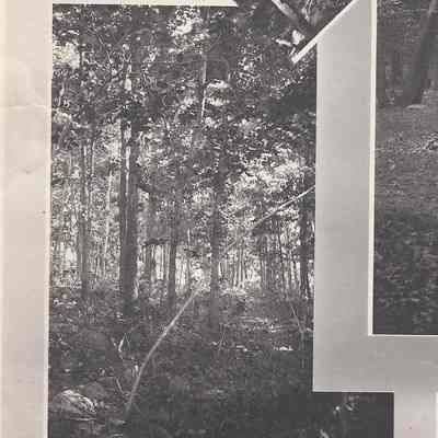 Partial photograph composite trees and grounds