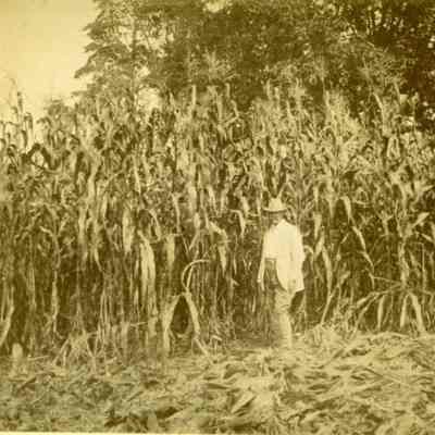 Man stading in a field of high corn