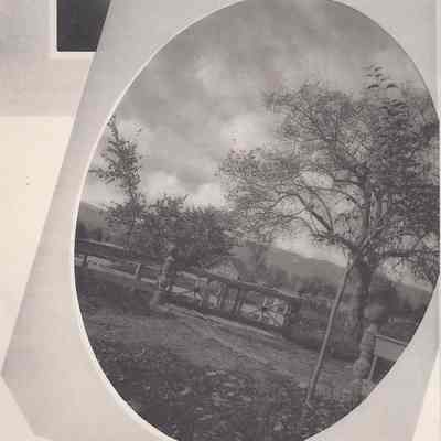 Partial photograph composite trees