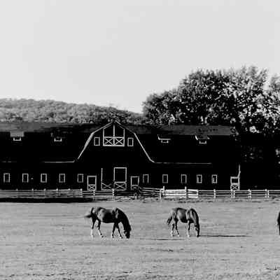 Mahrapo Farm Barn and Horses