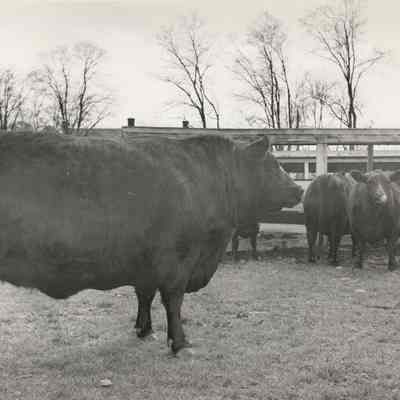 Mahrapo Farms Cows