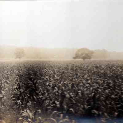 Corn fields