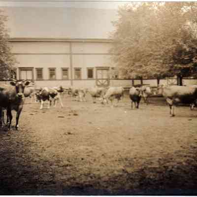 Cows