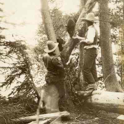 Young Family and Bears on Vacation