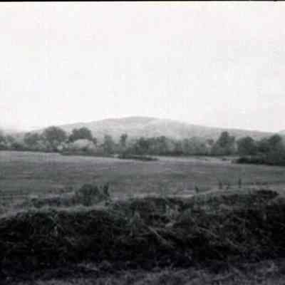 Meadow