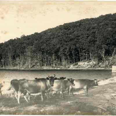 Valley Farm Reservoir and Cattle