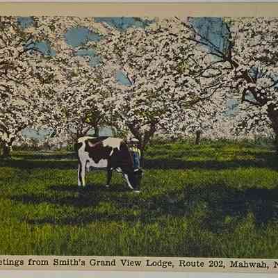 Postcard of a Cow in Meadow, Smith's Grand View Lodge
