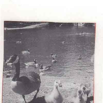 1989 photographs: "Mahwah is 140 Years Old"