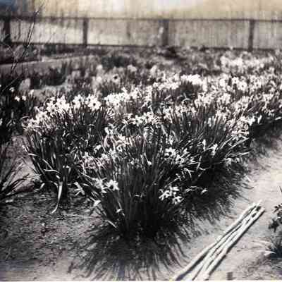 Daffodil garden