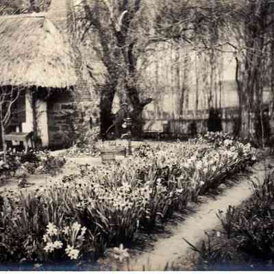 Daffodil garden and cottage
