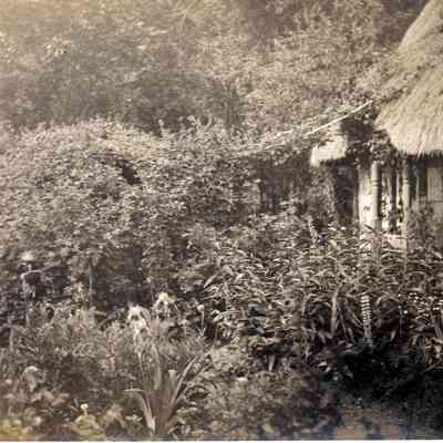 Overgrown garden
