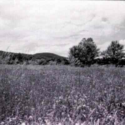 Field