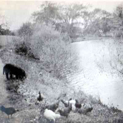 Lake and chickens
