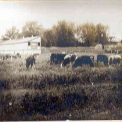 Cows and barn