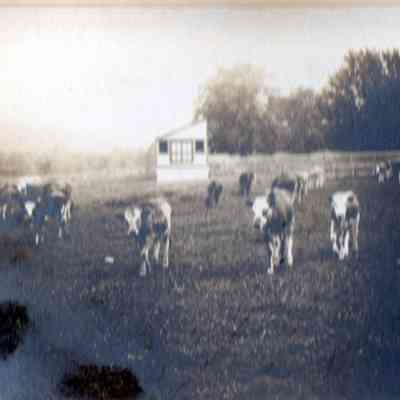 Cows