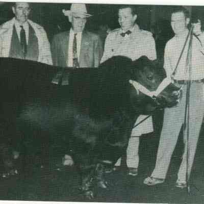 Mahrapo Farm Bull at Show