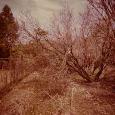 Havemeyer Property Storm Damage to Trees