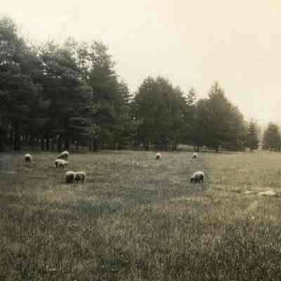 Sheep meadow