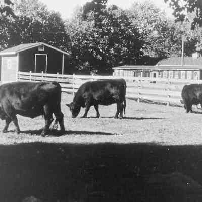 Mahrapo Farm Cows