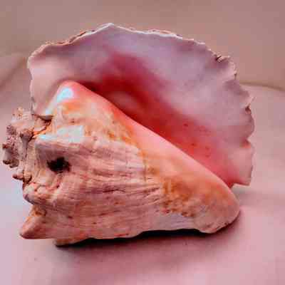 Large Seashell