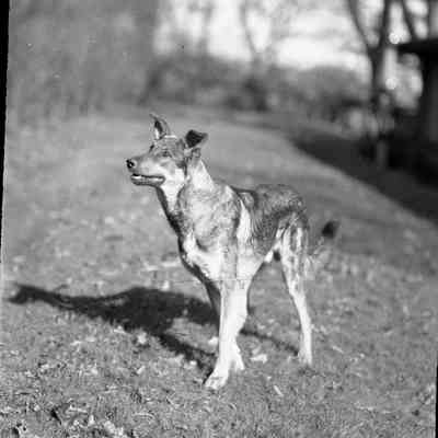 shepherd dog