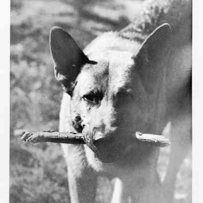 shepherd dog with stick