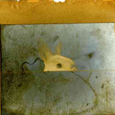 Rabbit