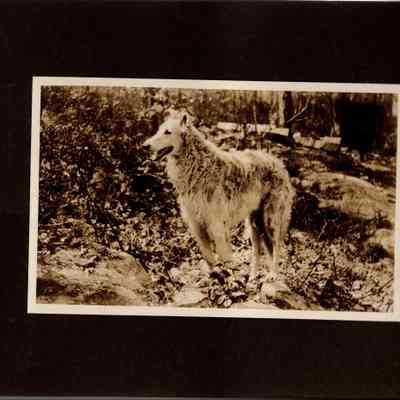 1927 Vacation album, p(47) dog