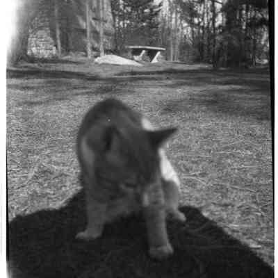 cat on ocean lawn