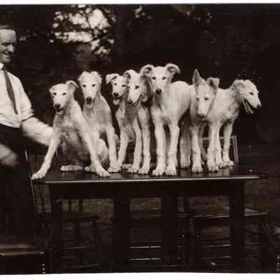 white dogs on table