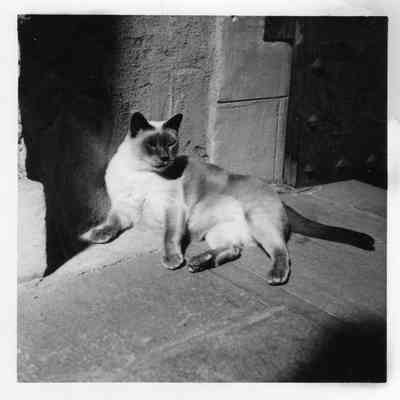 Siamese cat in courtyard