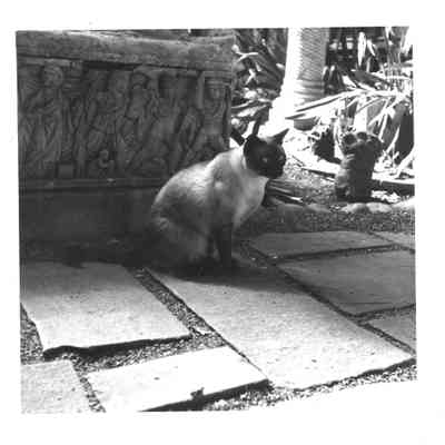Siamese cat near sarcophagus
