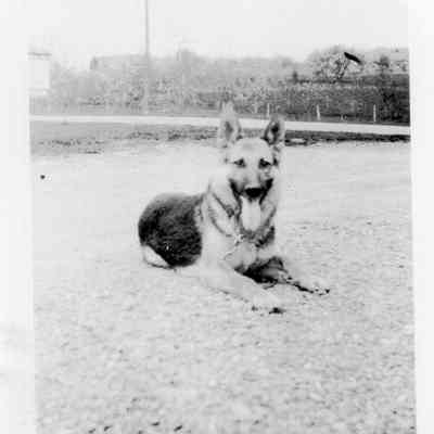 1936-07-21 shepherd dog