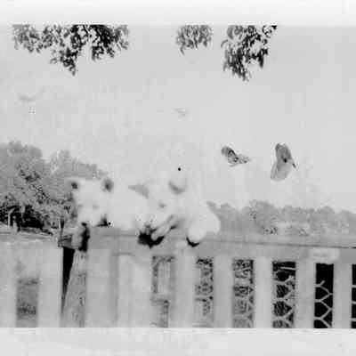 white puppies in dog pen