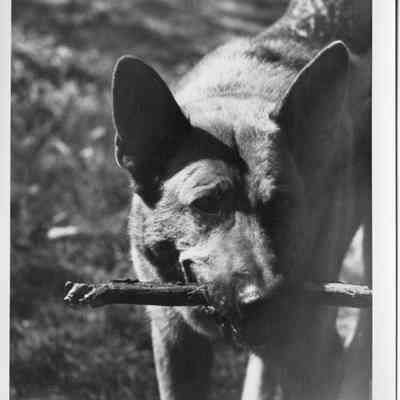 shepherd dog with stick