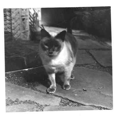 Siamese cat in courtyard