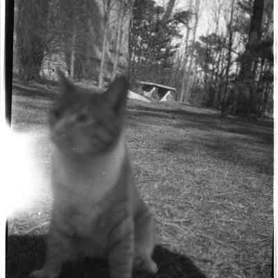 cat on ocean lawn