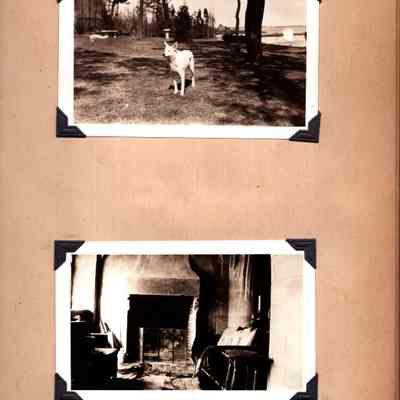 GRM p(11) dog on lawn & sun room
