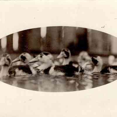 ducks