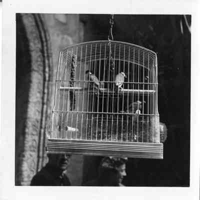 birds in hanging cage in courtyard