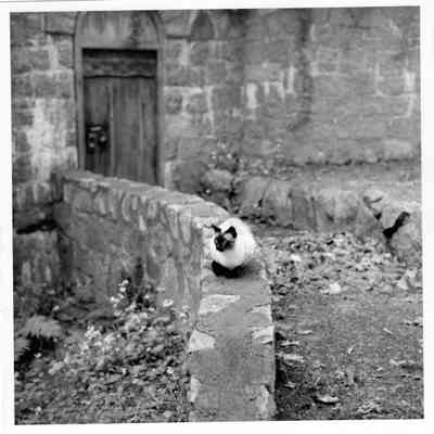 Siamese cat on cat garden wall