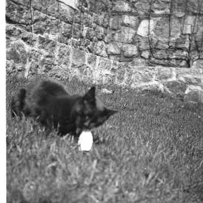 black cat in cat garden